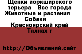 Щенки йоркширского терьера - Все города Животные и растения » Собаки   . Красноярский край,Талнах г.